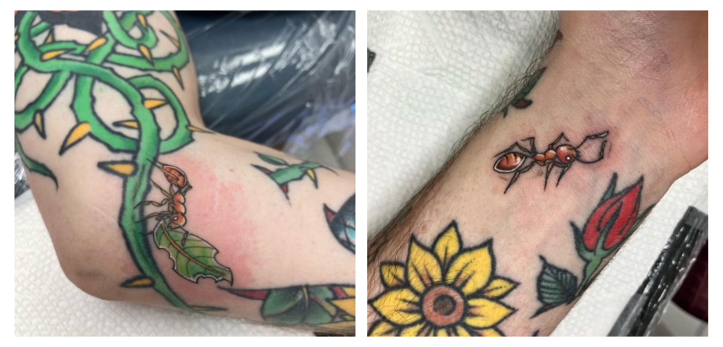Two tattooed arms: the left shows a red ant climbing a green vine with thorns and leaves; the right features a realistic red ant above a red rose and sunflower tattoo.
